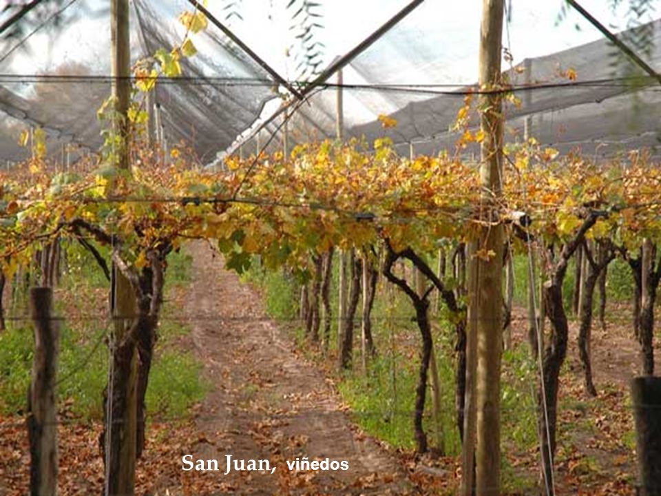 Mendoza, viñedos