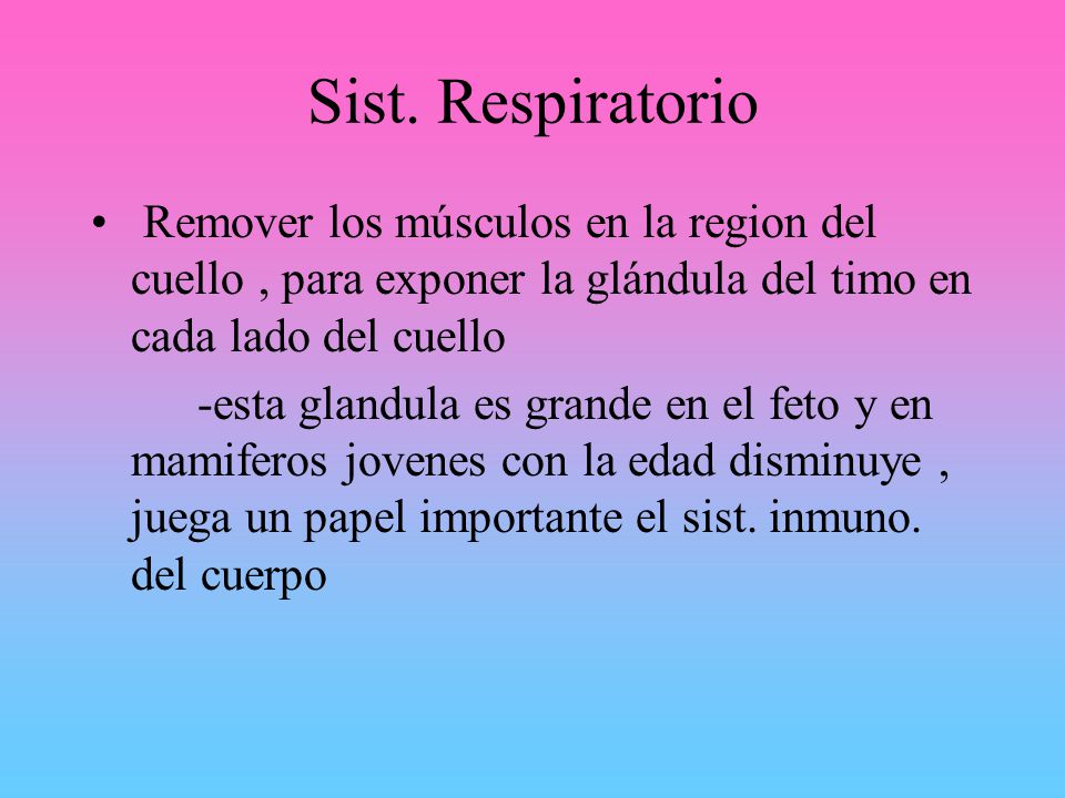 glotis y epiglotis fetal cerdo