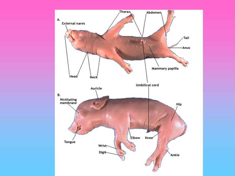 glotis y epiglotis fetal cerdo