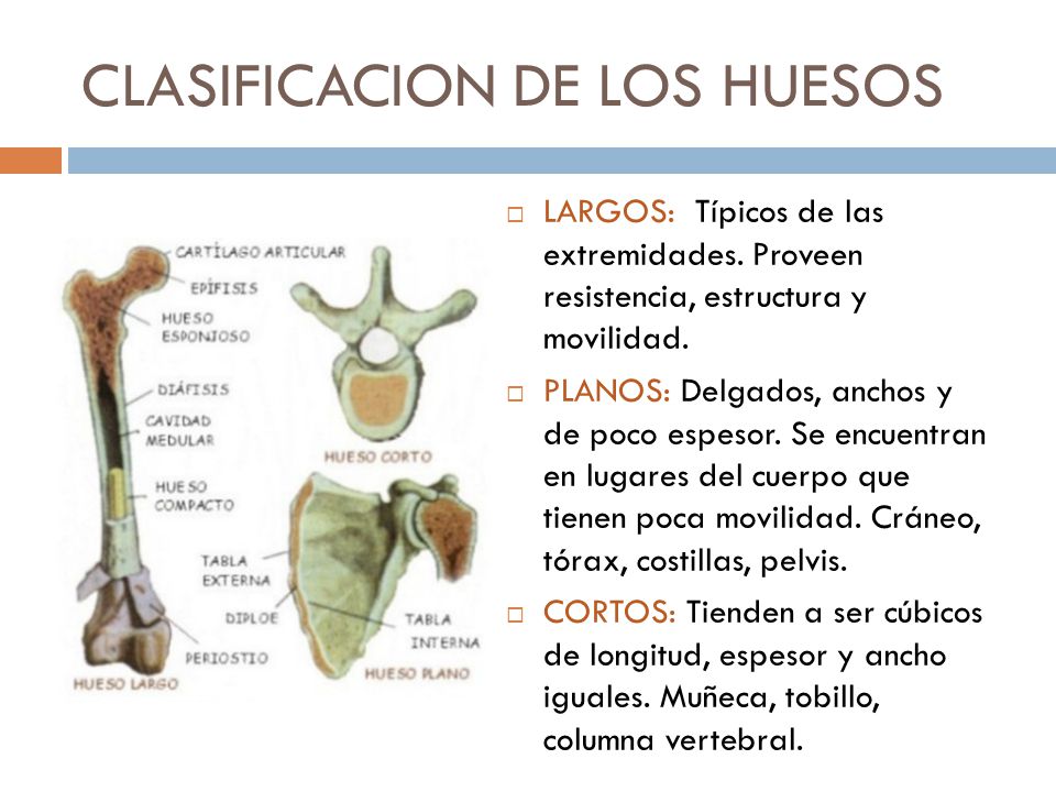 Resultado de imagen para clasificacion de los huesos