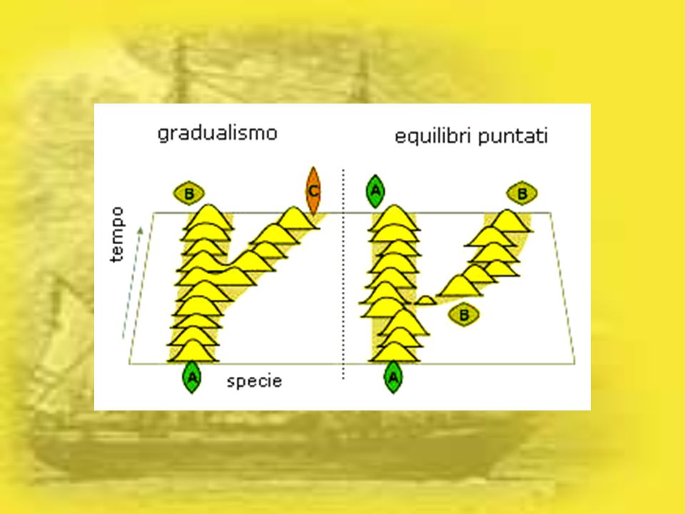 MODELOS EVOLUTIVOS: GRADUALISMO Y EQUILIBRIO PUNTUADO. - ppt descargar