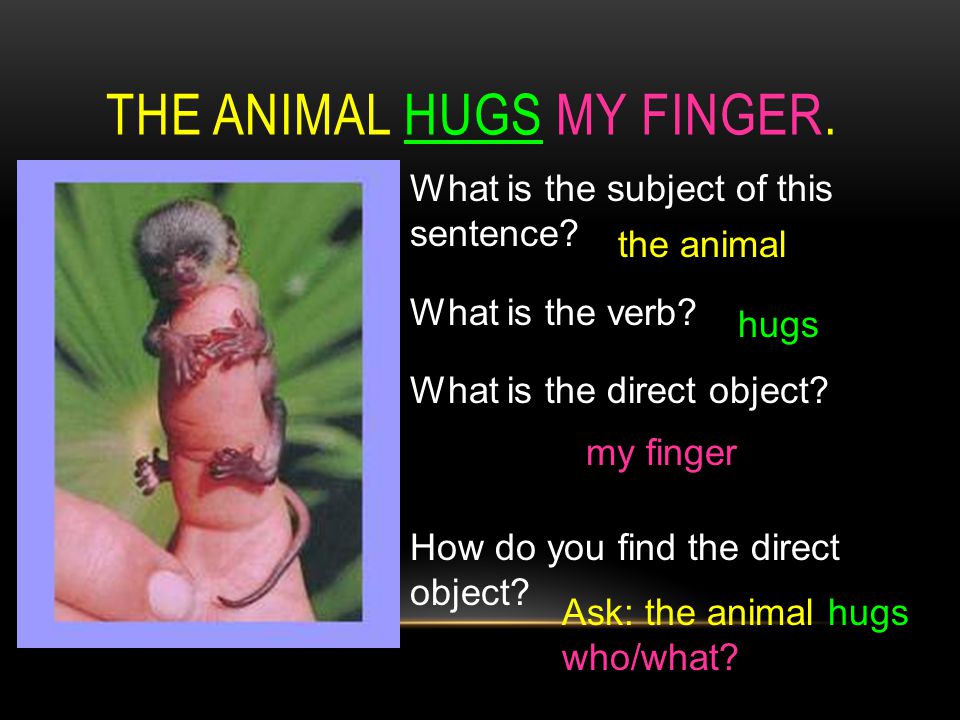 THE ANIMAL HUGS MY FINGER. What is the subject of this sentence.