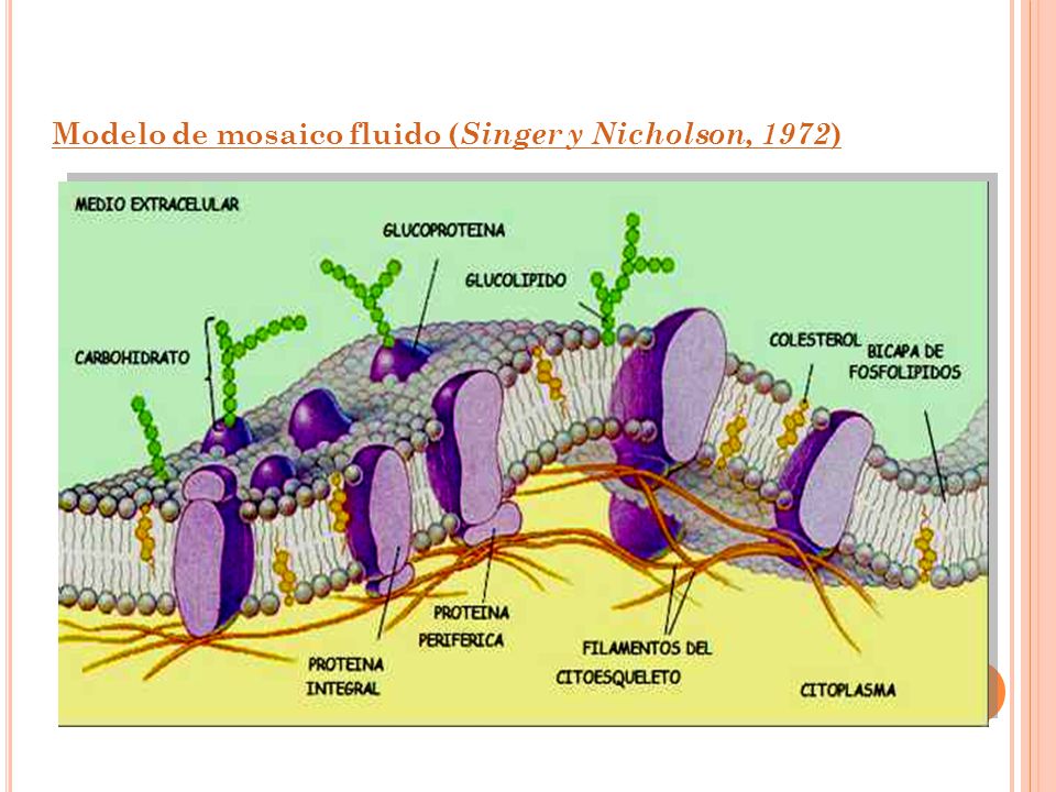 M EMBRANA PLASMÁTICA Objetivo: conocer las estructuras de la membrana  plasmática. - ppt descargar