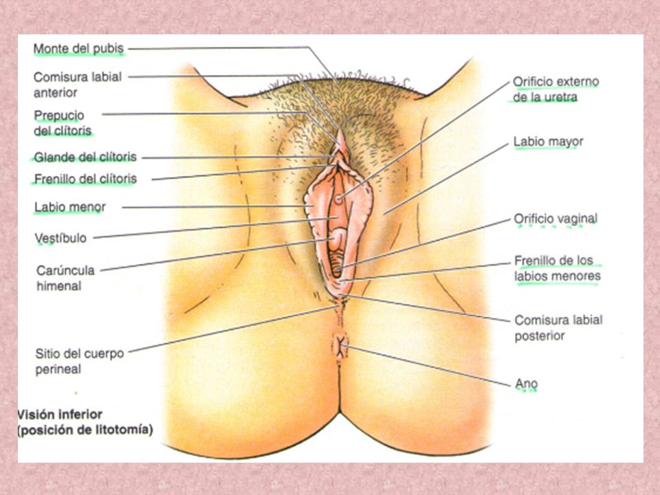 Women Sex Parts