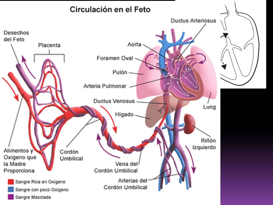 Ductus Venoso Curso De Pos Grado De Ecografia Fcm Una Ppt Video Online Descargar