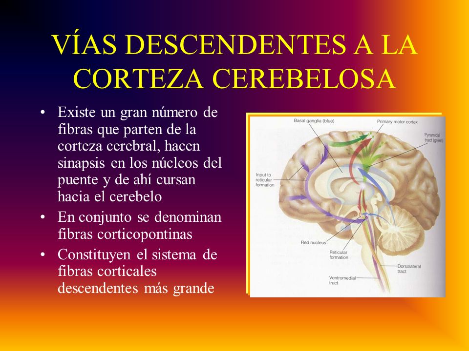 VÍAS DESCENDENTES A LA CORTEZA CEREBELOSA Existe un gran número de fibras que parten de la corteza cerebral, hacen sinapsis en los núcleos del puente y de ahí cursan hacia el cerebelo En conjunto se denominan fibras corticopontinas Constituyen el sistema de fibras corticales descendentes más grande