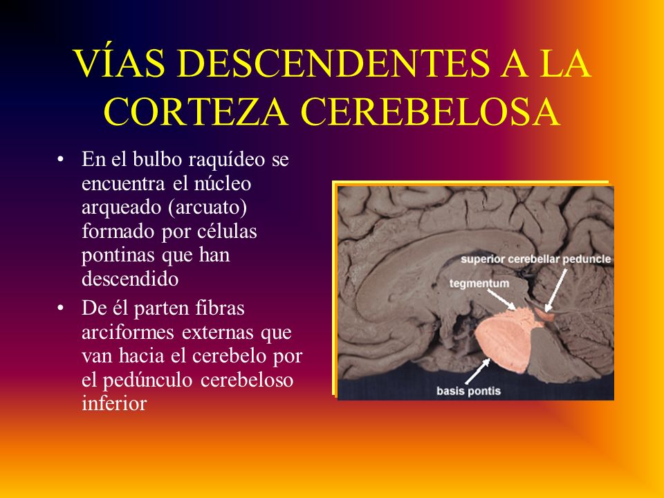 VÍAS DESCENDENTES A LA CORTEZA CEREBELOSA En el bulbo raquídeo se encuentra el núcleo arqueado (arcuato) formado por células pontinas que han descendido De él parten fibras arciformes externas que van hacia el cerebelo por el pedúnculo cerebeloso inferior