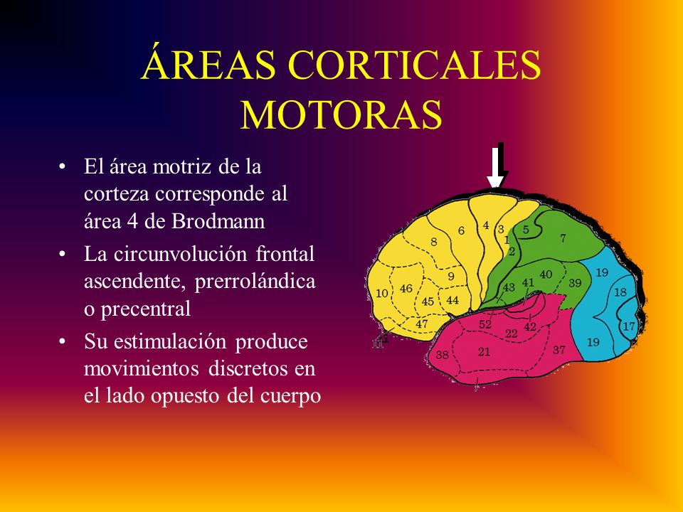 ÁREAS CORTICALES MOTORAS El área motriz de la corteza corresponde al área 4 de Brodmann La circunvolución frontal ascendente, prerrolándica o precentral Su estimulación produce movimientos discretos en el lado opuesto del cuerpo