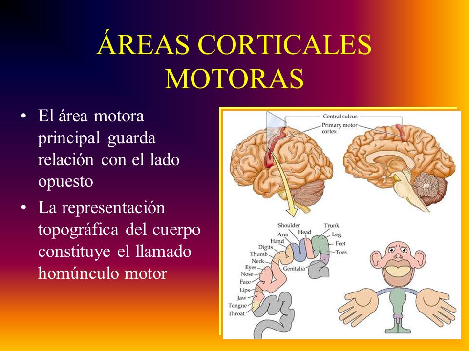 ÁREAS CORTICALES MOTORAS El área motora principal guarda relación con el lado opuesto La representación topográfica del cuerpo constituye el llamado homúnculo motor