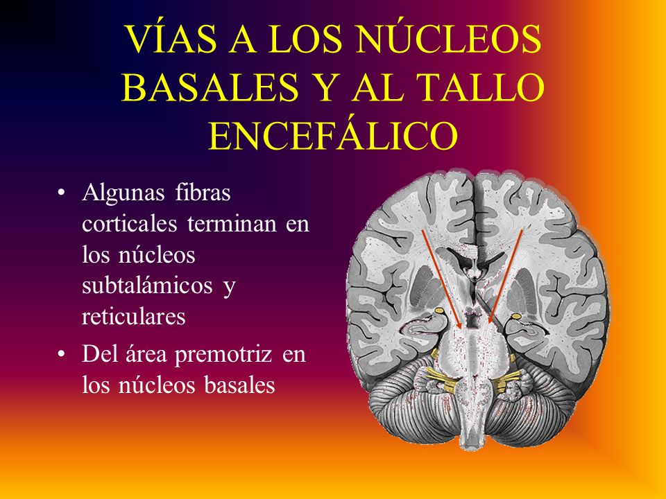 VÍAS A LOS NÚCLEOS BASALES Y AL TALLO ENCEFÁLICO Algunas fibras corticales terminan en los núcleos subtalámicos y reticulares Del área premotriz en los núcleos basales