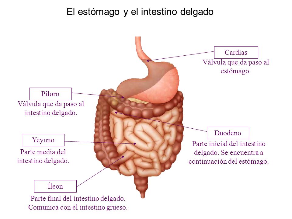 El estómago y el intestino delgado Parte inicial del intestino delgado.