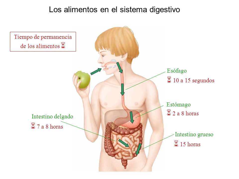 Los alimentos en el sistema digestivo Esófago Estómago Intestino delgado Intestino grueso Tiempo de permanencia de los alimentos 10 a 15 segundos 2 a 8 horas 15 horas 7 a 8 horas