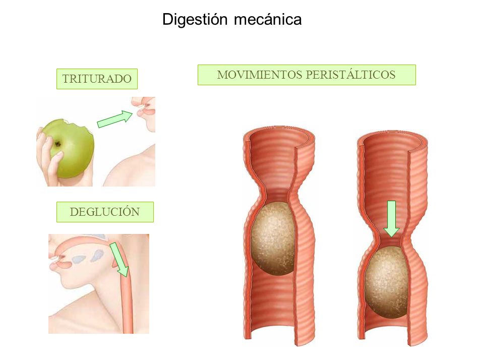 Digestión mecánica TRITURADO DEGLUCIÓN MOVIMIENTOS PERISTÁLTICOS