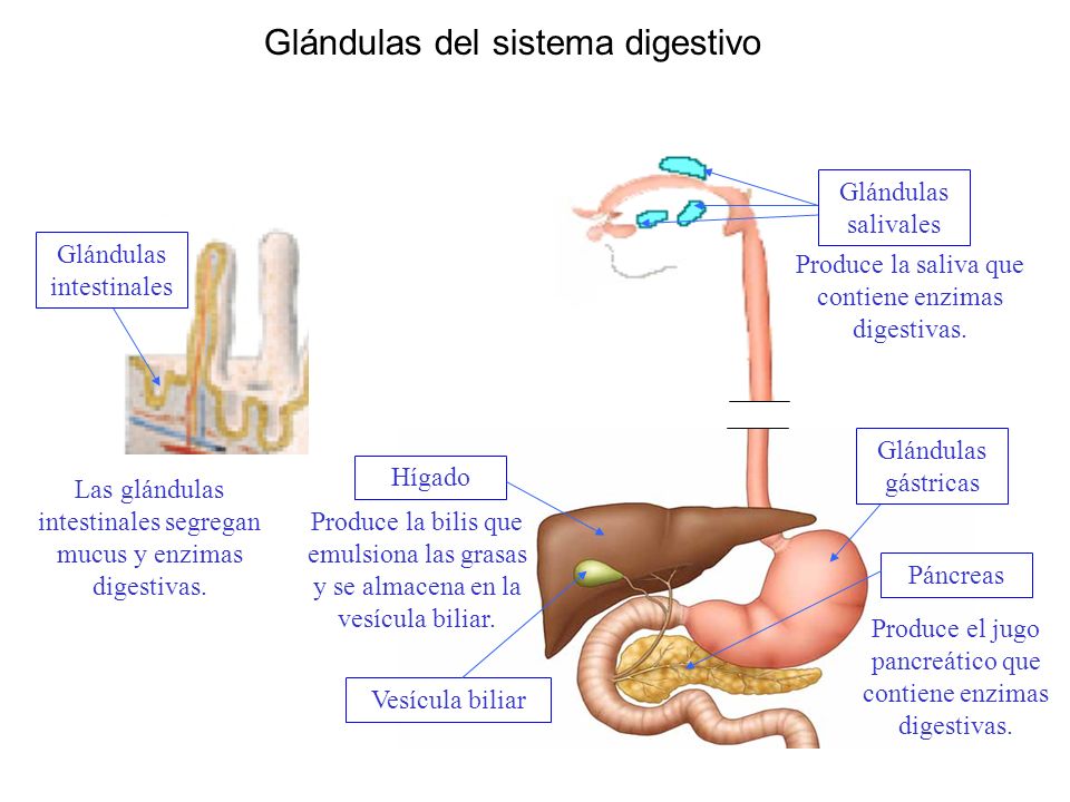 Glándulas del sistema digestivo Hígado Páncreas Vesícula biliar Produce la bilis que emulsiona las grasas y se almacena en la vesícula biliar.
