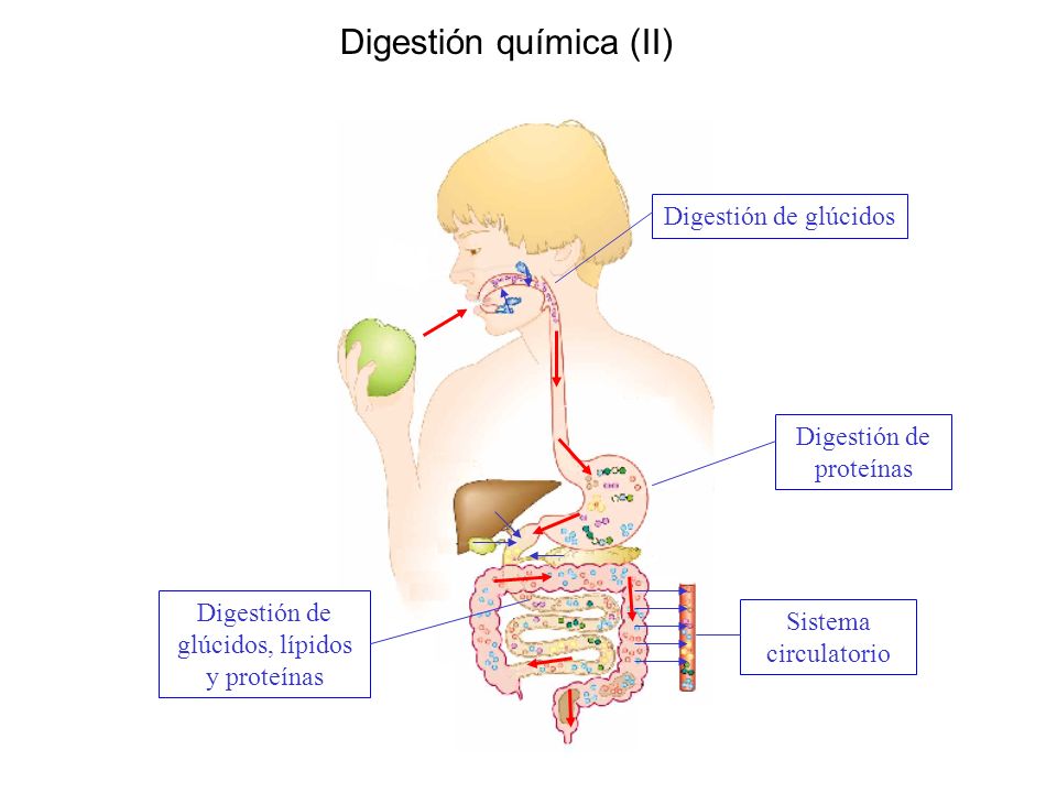 Digestión química (II) Digestión de glúcidos Digestión de proteínas Digestión de glúcidos, lípidos y proteínas Sistema circulatorio