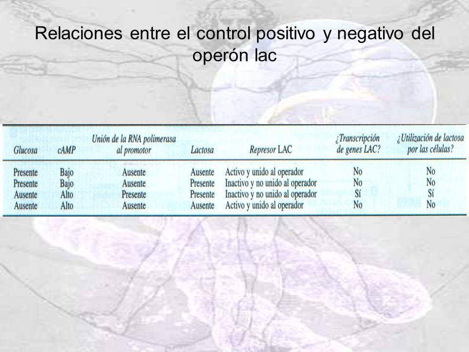 Relaciones entre el control positivo y negativo del operón lac