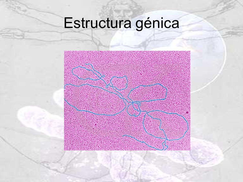 Estructura génica