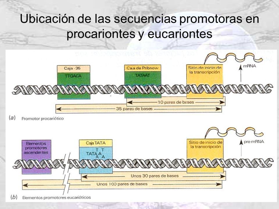 Ubicación de las secuencias promotoras en procariontes y eucariontes