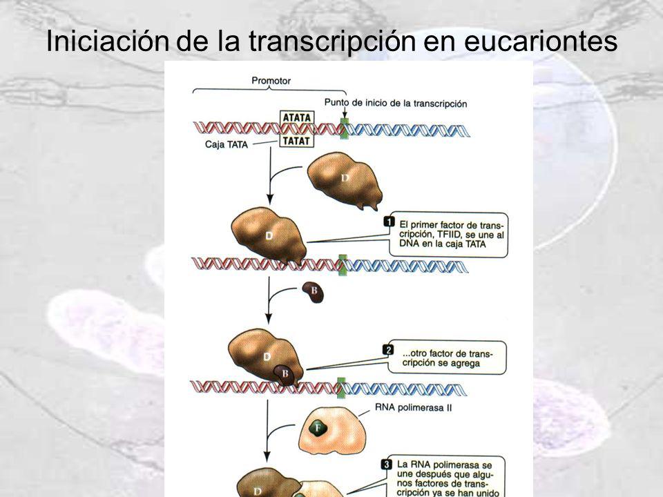 Iniciación de la transcripción en eucariontes