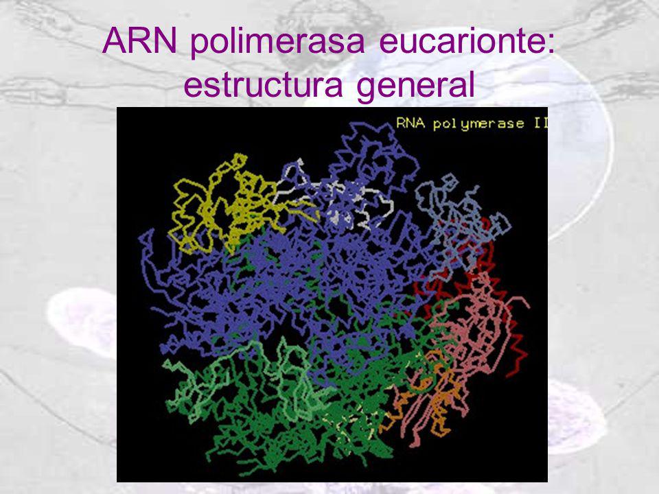 ARN polimerasa eucarionte: estructura general