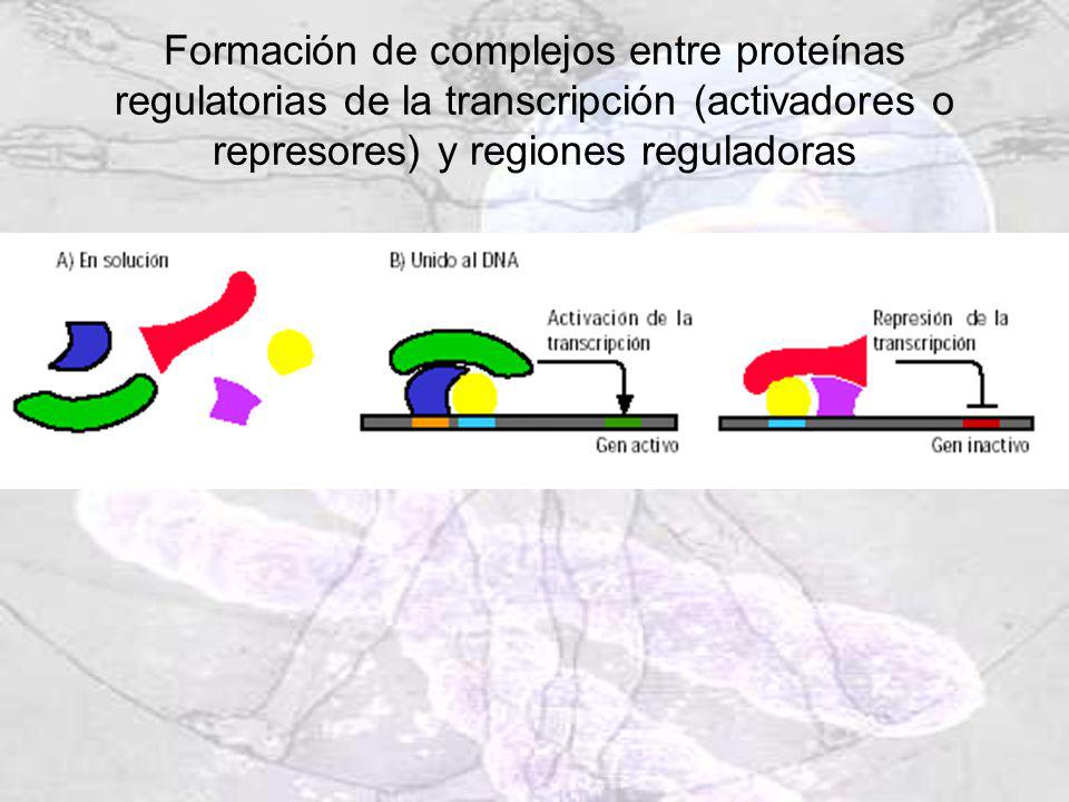 Formación de complejos entre proteínas regulatorias de la transcripción (activadores o represores) y regiones reguladoras