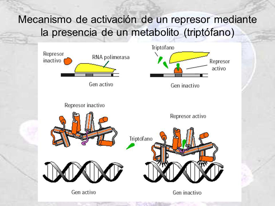 Mecanismo de activación de un represor mediante la presencia de un metabolito (triptófano)