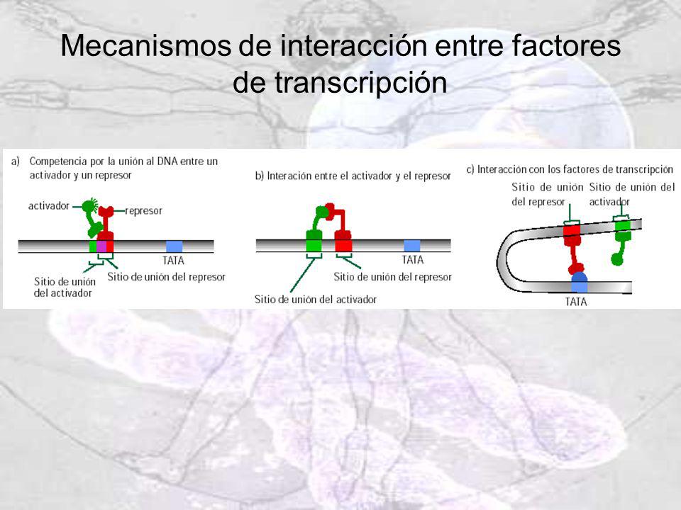 Mecanismos de interacción entre factores de transcripción