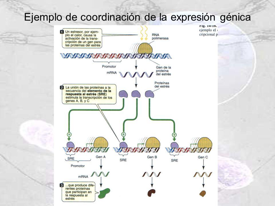 Ejemplo de coordinación de la expresión génica