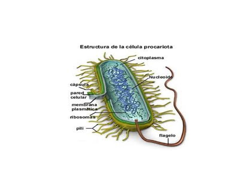 Procariontes y eucariontes