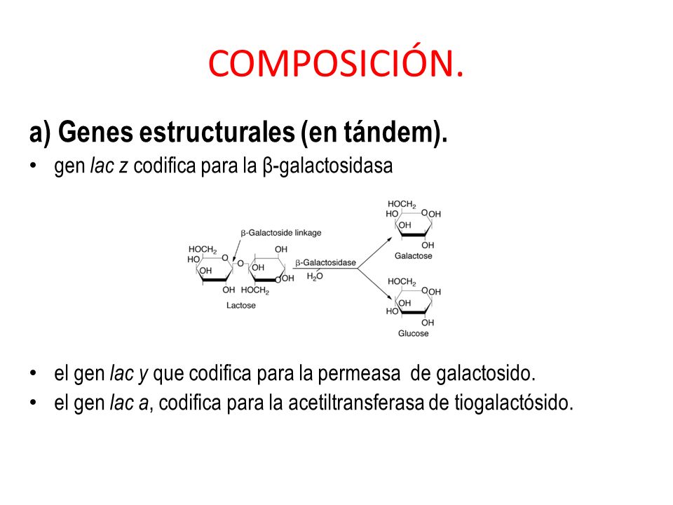 COMPOSICIÓN. a) Genes estructurales (en tándem).