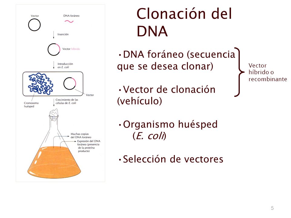 5 Clonación del DNA DNA foráneo (secuencia que se desea clonar) Vector de clonación (vehículo) Organismo huésped (E.