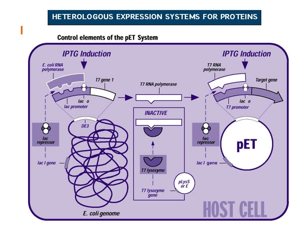 El sistema de expresión también debe tener las siguientes características: Cromosoma de Escherichia coli