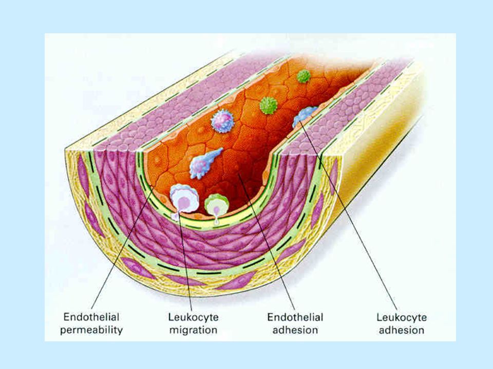 Срез сосуда. Эндотелий кровеносных сосудов. Строение эндотелия сосудов. Структура сосуда эндотелий. Эндотелиальные клетки строение.