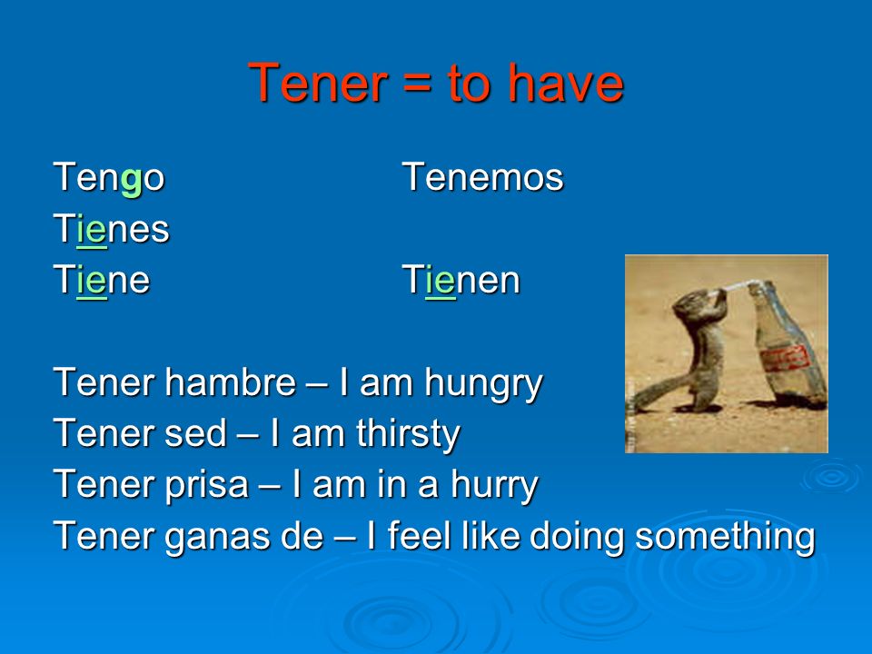 Tener = to have Tengo Tenemos Tienes TieneTienen Tener hambre – I am hungry Tener sed – I am thirsty Tener prisa – I am in a hurry Tener ganas de – I feel like doing something