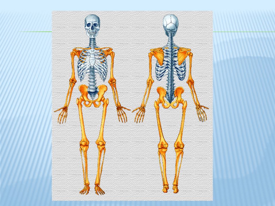 К добавочному скелету человека относятся. Осевой скелет. Добавочный скелет. Скелет осевой конечности. Осевой скелет человека анатомия.