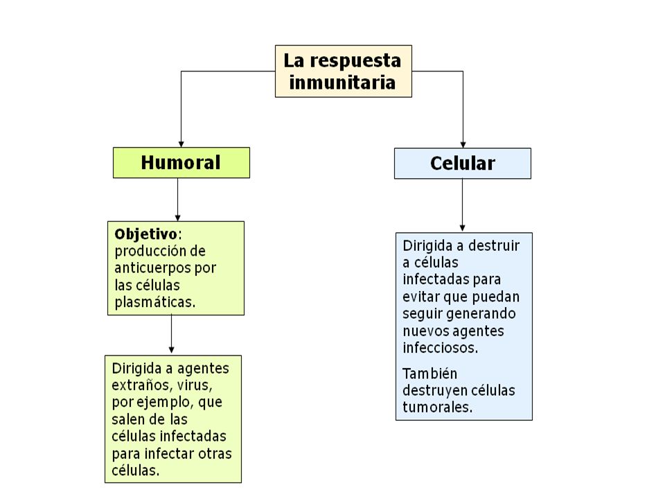 Respuesta celular y humoral