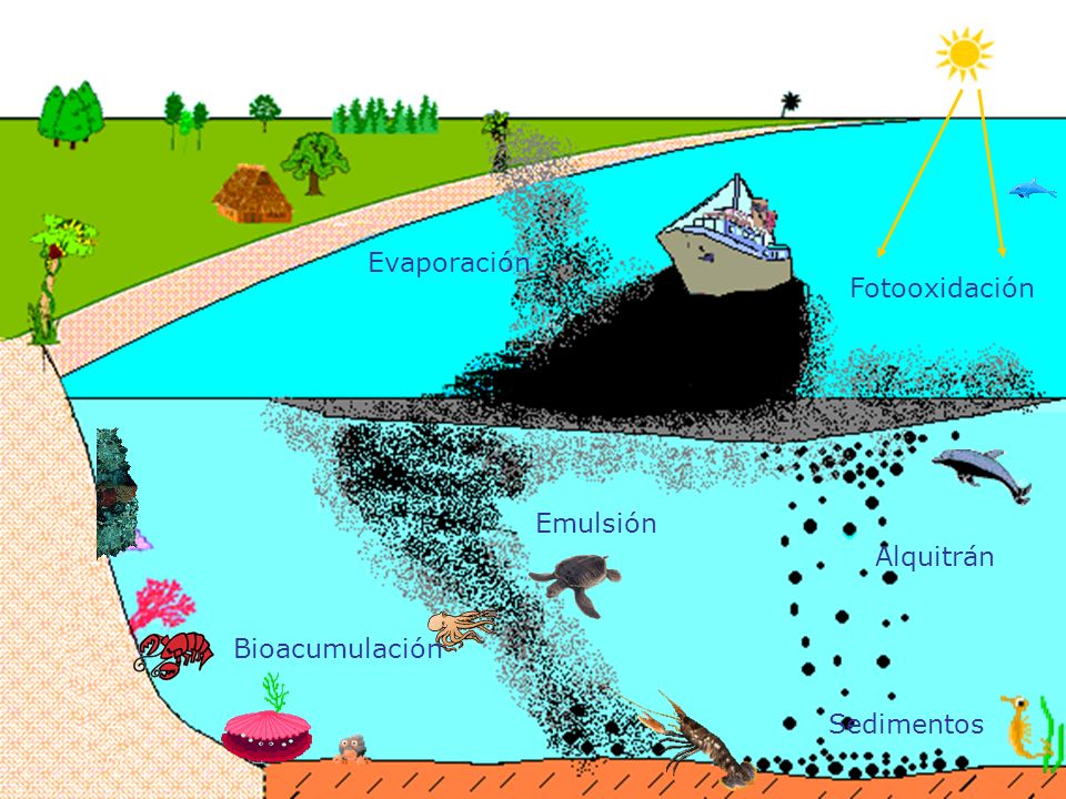 Evaporación Bioacumulación Fotooxidación Emulsión Alquitrán Sedimentos
