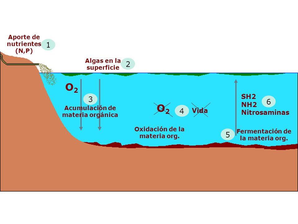 O2O2 2 Algas en la superficie 3 Acumulación de materia orgánica 4 O2O2 Vida Oxidación de la materia org.
