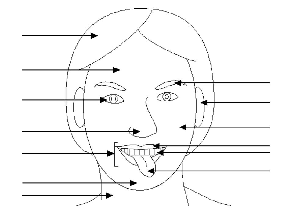 Название лица человека. Части лица. Части лица человека названия. Части лица с подписями. Лицо (часть тела).