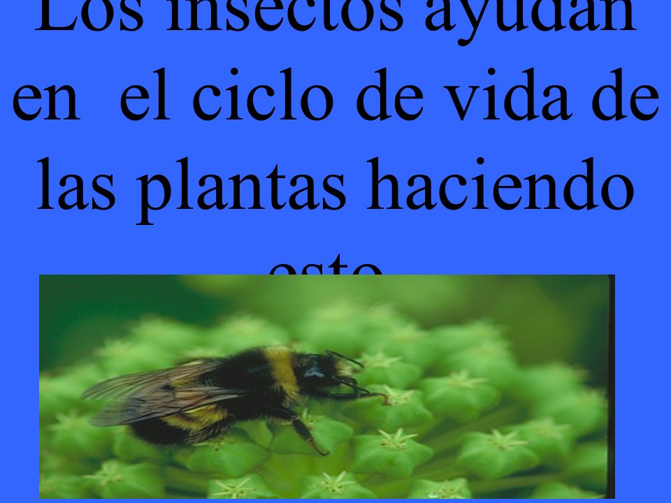 Los insectos ayudan en el ciclo de vida de las plantas haciendo esto.