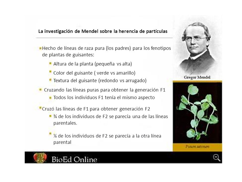 Herencia: INTRODUCCION A LA GENETICA MENDELIANA. Modelo combinado de la  herencia vs modelo de partículas de la herencia Modelo combinado: La  descendencia. - ppt descargar