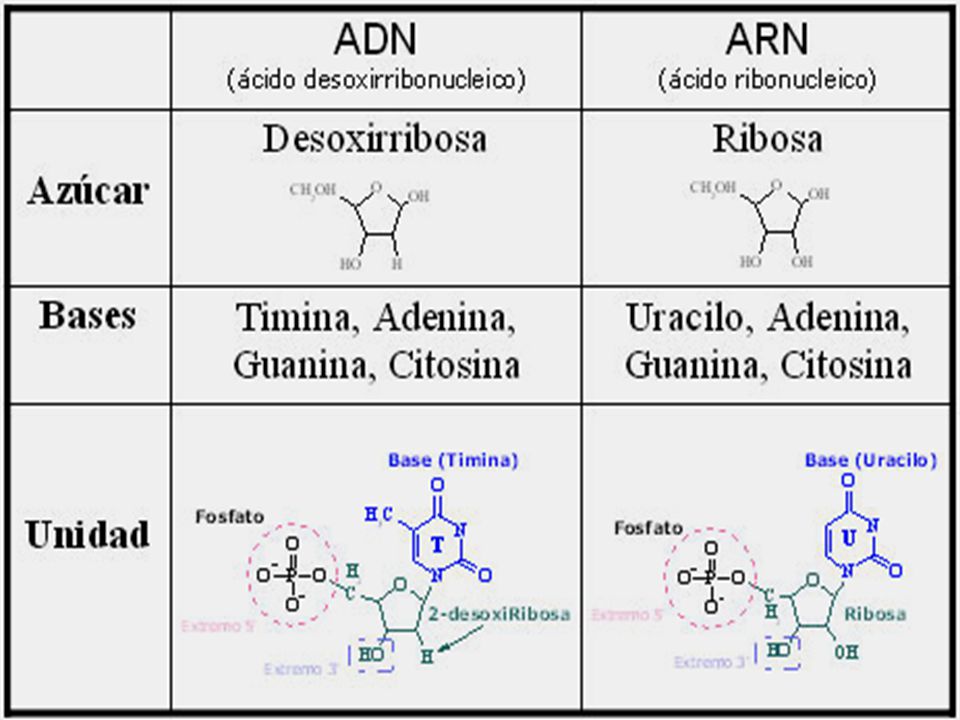 Diferencia entre adn y arn