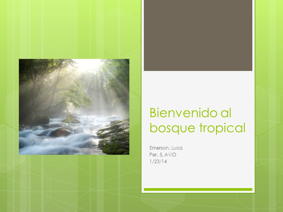 Bienvenido Al Bosque Tropical Emerson Luca Per 5 Avid 1