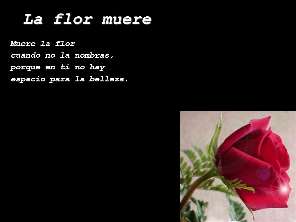 La flor muere Mª José Pérez Grange Muere la flor cuando no la nombras,  porque en ti no hay espacio para la belleza. La flor muere. - ppt descargar