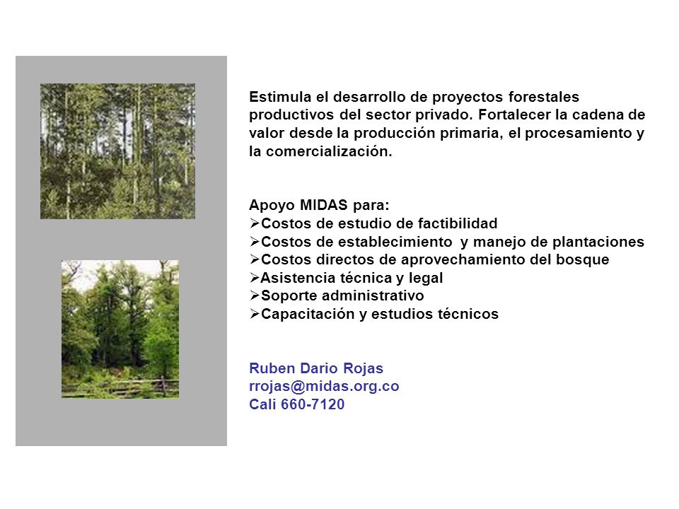 Estimula el desarrollo de proyectos forestales productivos del sector privado.