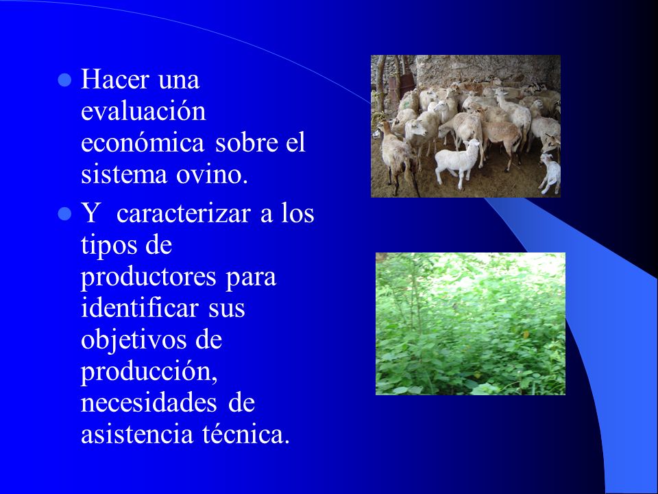 Hacer una evaluación económica sobre el sistema ovino.