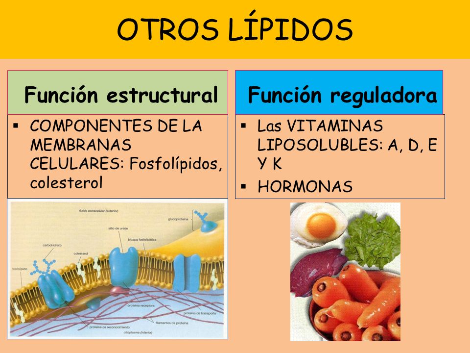 OTROS LÍPIDOS COMPONENTES DE LA MEMBRANAS CELULARES: Fosfolípidos, colesterol Las VITAMINAS LIPOSOLUBLES: A, D, E Y K HORMONAS Función estructural Función reguladora