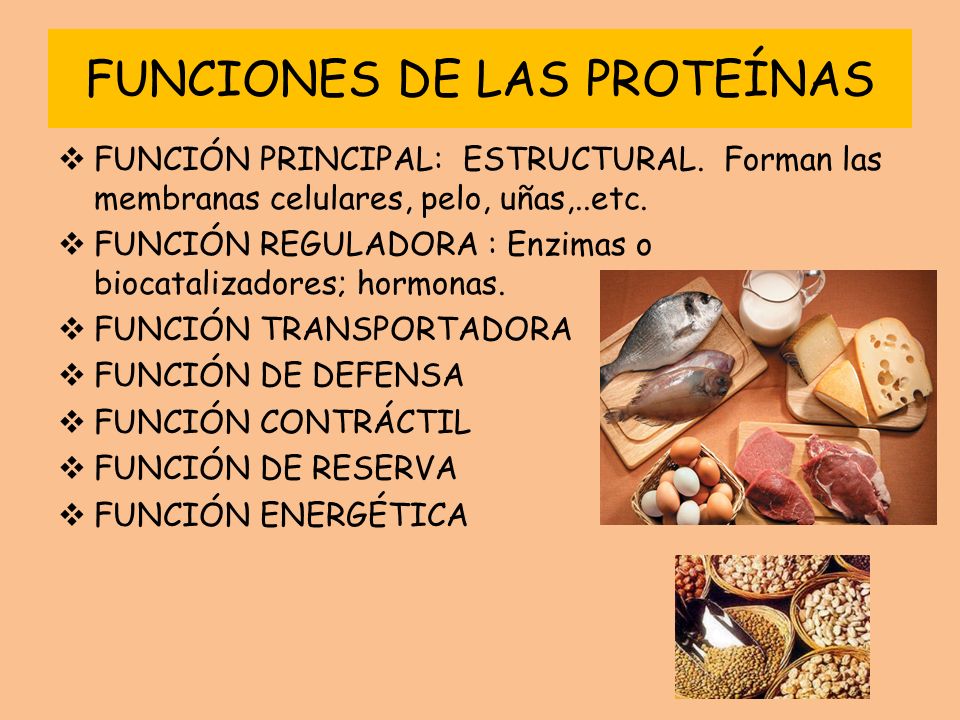 FUNCIONES DE LAS PROTEÍNAS FUNCIÓN PRINCIPAL: ESTRUCTURAL.