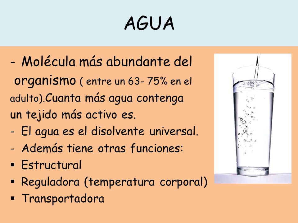 AGUA -Molécula más abundante del organismo ( entre un % en el adulto).