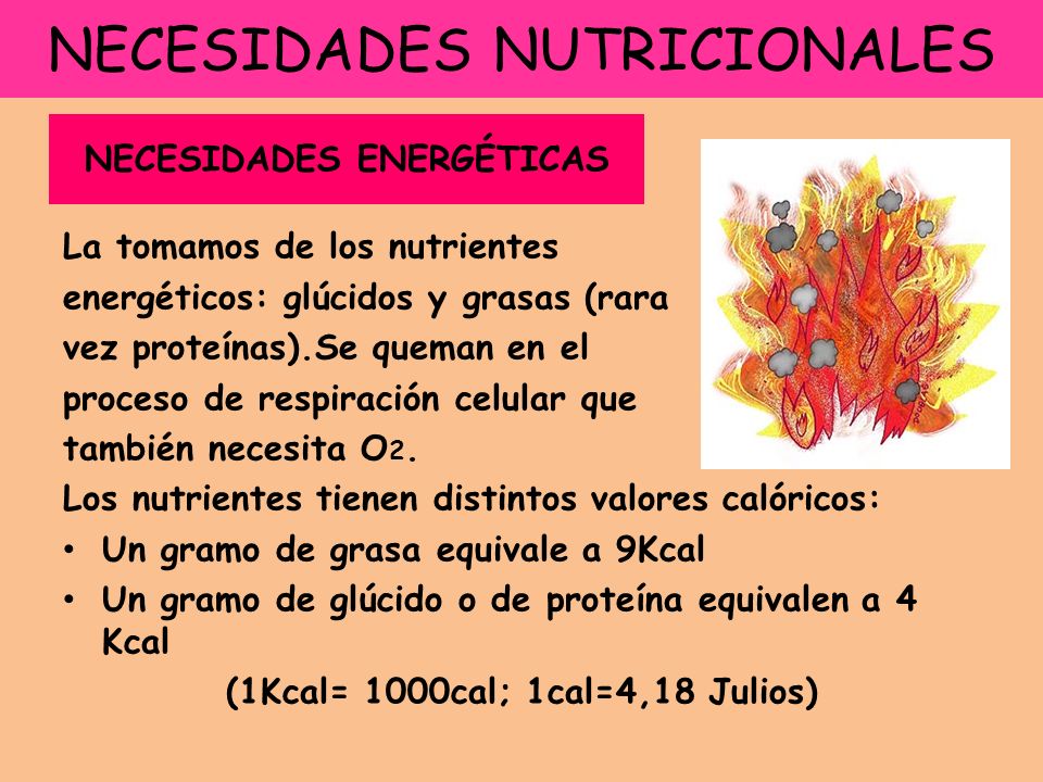 NECESIDADES NUTRICIONALES La tomamos de los nutrientes energéticos: glúcidos y grasas (rara vez proteínas).Se queman en el proceso de respiración celular que también necesita O 2.